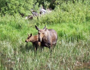 Moose hang out near the Cascade Canyon forks. Photo taken July 4, 2006.